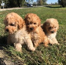 Ckc Toy Poodle Puppies Email at us [scottjerry107@gmail.com ]
