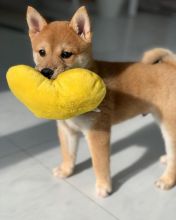 Smart Ckc Shiba Inu Email at us [scottjerry107@gmail.com]