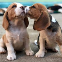 !!!!Two Adorable Beagle puppies looking for a new home!!!!