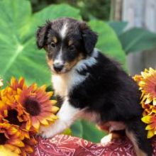 Adorable Shetland Sheepdog Puppies