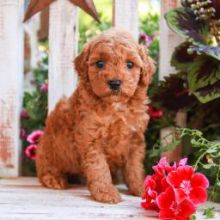 Beautiful cookapoo puppies