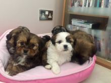 Beautiful Lhasa Apso Puppies Available,