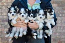 Beautiful Pomsky Puppies Available