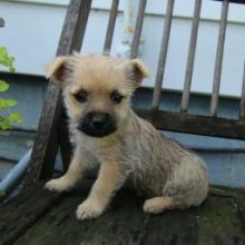 Charming Cairn Terrier Puppies