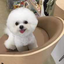 Ckc Bichon Frise Puppies Email at us [scottjerry107@gmail.com ]