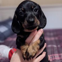 Ckc Dachshund Puppies Email at us [ scottjerry107@gmail.com]
