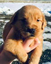 Ckc Golden Retriever Puppies Email at us [ scottjerry107@gmail.com ]