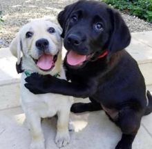 Ckc Labrador Retriever Puppies Ckc Email at us [scottjerry107@gmail.com]