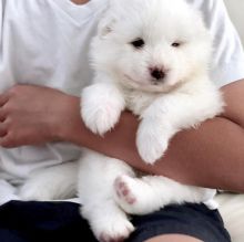 Ckc Samoyed Puppies Ready for a new home Email at us [scottjerry107@gmail.com ]