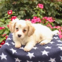 Cuddly Cavachon puppies