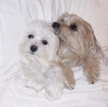 Dramatic Ckc Maltese Puppies Available Email at us [ scottjerry107@gmail.com ]