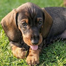 Energetic Ckc Dachshund Pups Available For Adoption