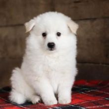 Extremely cute,and fluffy American Miniature Eskimo puppies