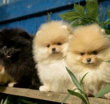 Eye-catching Ckc Pomeranian Puppies Email at us [ scottjerry107@gmail.com]