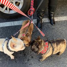 French Bulldog Puppies Now Ready Ckc Email at us [scottjerry107@gmail.com]