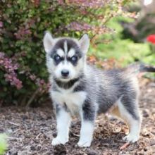 Friendly Siberian Husky Puppies