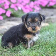 Gentle Yorkshire Terrier Puppies