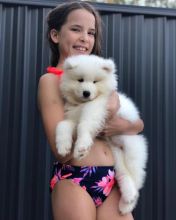 Gorgeous ckc Samoyed puppies available