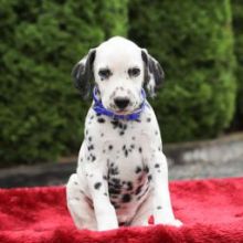 Loving Dalmatian Puppies