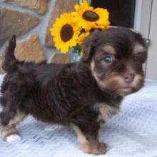 Pleasant Havanese Puppies