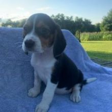 Precious Beagle Puppies