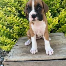 Pretty Boxer Puppies