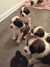 Saint Bernard puppies Available