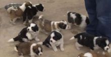 Saint Bernard puppies Available