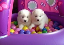 Snow white Samoyed Puppies available