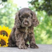 Sweet er Spaniel Puppies