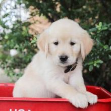 Sweet Golden Retriever Puppies