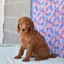 Sweet Goldendoodle Puppies