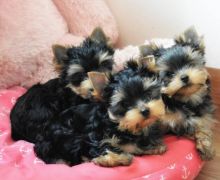 Sweet Male And Female Yorkie puppies For Adoption.