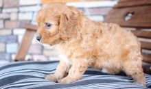 Teacup Cavapoo Puppies for Rehoming.