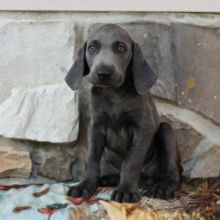 Two sweet Weimaraner puppies!