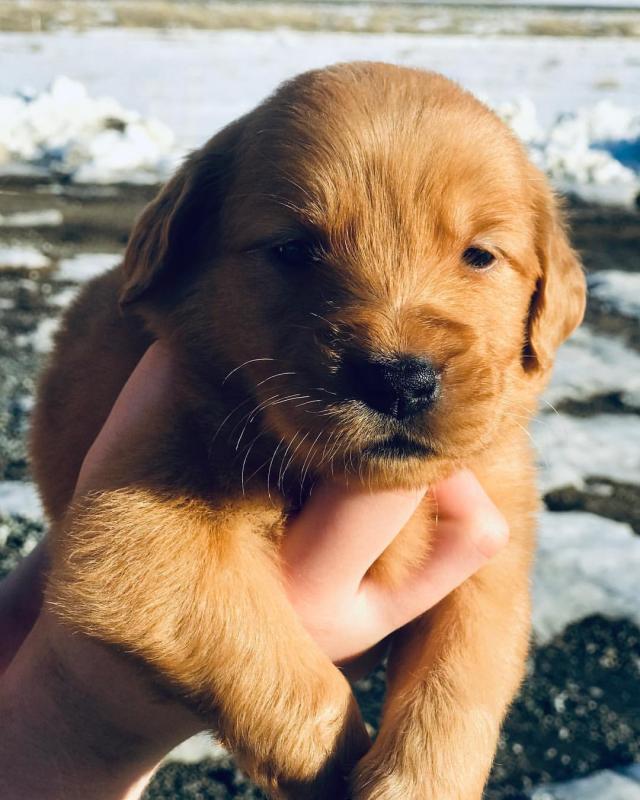Ckc Golden Retriever Puppies Email at us [ scottjerry107@gmail.com ] Image eClassifieds4u