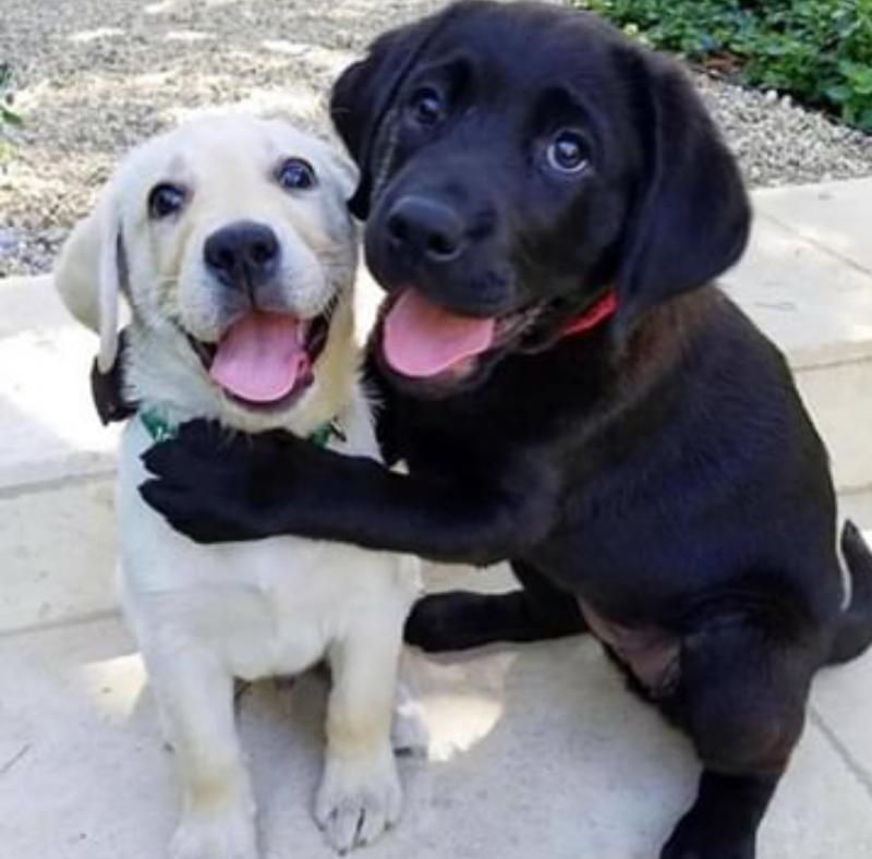 Ckc Labrador Retriever Puppies Ckc Email at us [scottjerry107@gmail.com] Image eClassifieds4u