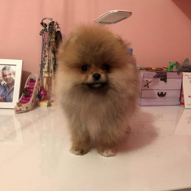 Ckc Pomeranian Email at us [scottjerry107@gmail.com] Image eClassifieds4u