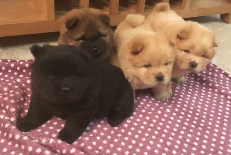 Cute Chow Chow Puppies Available Image eClassifieds4u