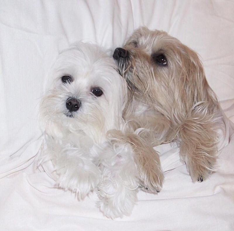 Dramatic Ckc Maltese Puppies Available Email at us [ scottjerry107@gmail.com ] Image eClassifieds4u