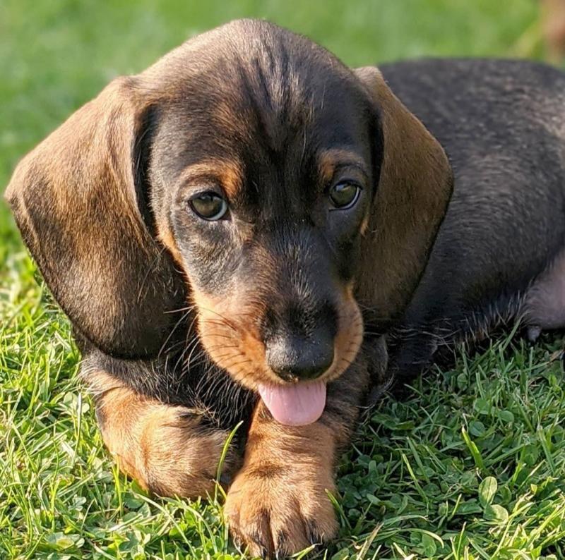 Energetic Ckc Dachshund Pups Available For Adoption Image eClassifieds4u
