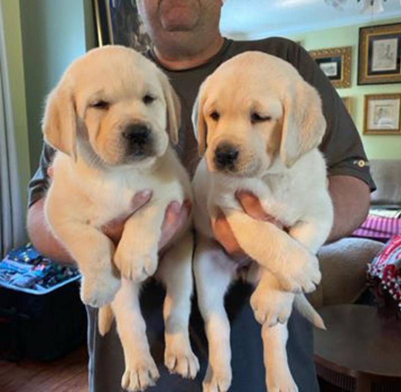 Healthy Labrador Retriever Puppies For Re-Homing Image eClassifieds4u
