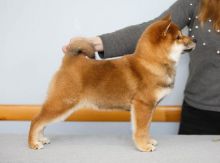 Charming male and female Shiba Inu puppies Image eClassifieds4U