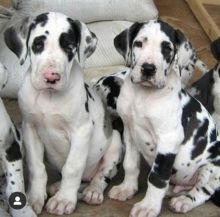 Ckc Great Dane Puppies Email at us [ scottjerry107@gmail.com ] Image eClassifieds4U