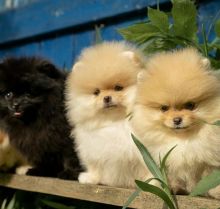 Eye-catching Ckc Pomeranian Puppies Email at us [ scottjerry107@gmail.com] Image eClassifieds4U