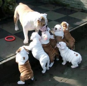 Playful English Bulldog puppies for Rehoming Image eClassifieds4u