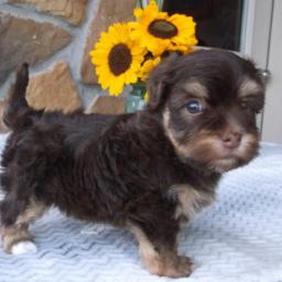 Pleasant Havanese Puppies Image eClassifieds4u