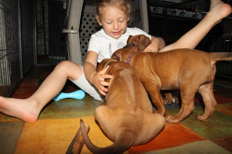 Rhodesian Ridgeback puppies ready. Image eClassifieds4u