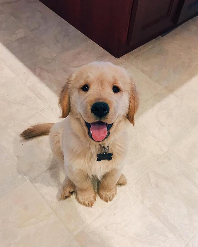 Sensational Ckc Golden Retriever Puppies Available Email at us [ scottjerry107@gmail.com ] Image eClassifieds4u