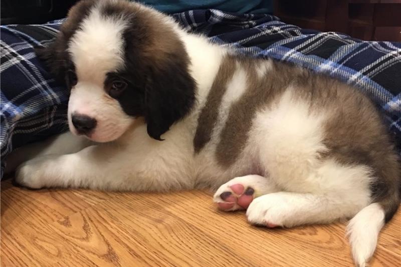 St Bernard Puppies Available. Image eClassifieds4u